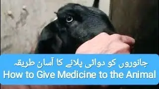 جانوروں کو دوائی پلانے کا آسان طریقہ | How to Give Medicine to Animals | Beetal and Teddy Goats 🐐💯 