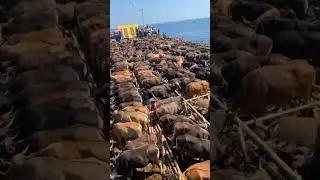 The Hidden Trade: Smuggling Exotic Animals by Sea #shorts #smuggling #amimals #sea #live #news