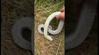 Широконосая восточная змея при угрозе притворяется мёртвой #snake  #snakevideo