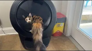 Litter-Robot 4 Review: Is It REALLY Worth the Money?