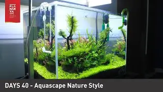 Days 40 Aquascape Nature Style