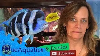 Frontosa And Yellow Convicts