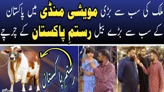 Bhatta chok cattle market | Rustam e Pakistan | Eid ul azha