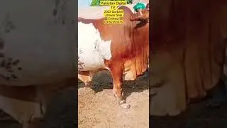 2023 Qurbani Janwar Sale In All Our Pakistan Contact 03152353076 #shorts #shortvideo #short #2023