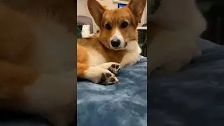 Toe beans song for corgi paws 🐾