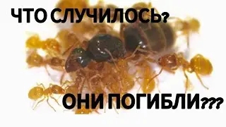 Что случилось с муравьями? LASIUS FLAVUS 