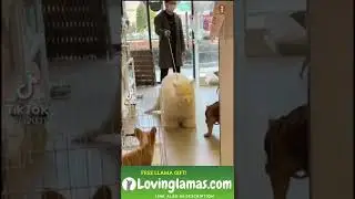 White Llama doesn't like dogs #shorts