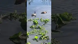 UPSIDE DOWN DUCKS!!!