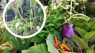 Pohon Tomat terkena layu Fungisida❗❓ Bagaimana solusinya ❓