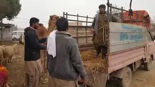 Camel Loading In Lahore Shah pur Mandi 27 December 2017 Visit to Lahore Bakra Mandi