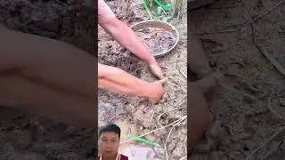 Digging in a mud hole with lots of fish underneath, it was amazing.#fishing #shortvideo #funny #new