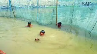 Ancient method of rural fishing। Scene of Kalabaus fishing in the river