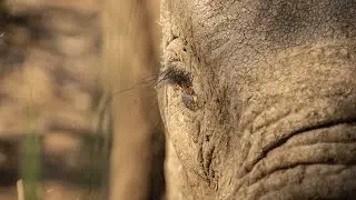 Fitting a Tracking Collar on an Elephant 🐘