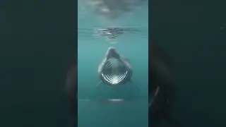 basking shark attacks video caught in camra