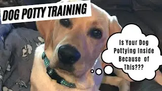 7 Reasons Your Dog May Be Pottying Indoors