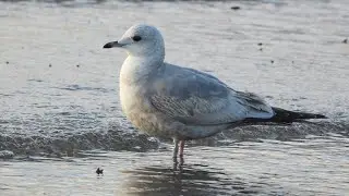 Short-billed Gull foraging