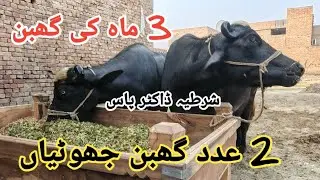 2 عدد پیور نیلی کی گھبن جھوٹیاں sale (03095071591)in Pakistan on YouTube 10/11/2025