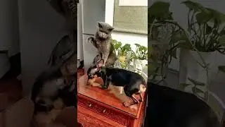 Cat bullying dog😂#catsoftiktok #cats #usa #foryou #fpy #catlover #funny