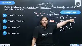 Donor \(X\) and recipient \(Y\) belong to same blood group. Transfusion has led to RBC agglutina....