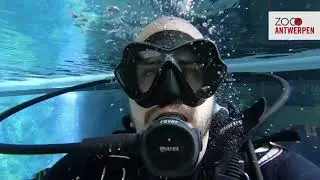 #ZOOsamen - Vlog 4:  Verzorger Thomas neemt je mee in de onderwaterwereld in ZOO Antwerpen