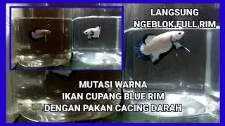 Mutasi Warna Ikan Cupang Blue Rim dengan Pakan Cacing Darah (Blood worm) - Betta Plakad Id