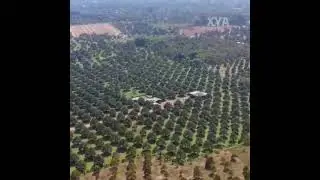 INI dia Kebun DURIAN TERBESAR DI DUNIA| terletak di THAILAND!!