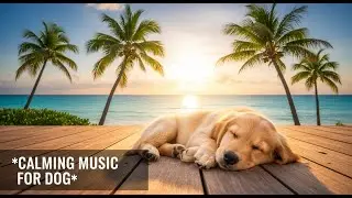 12 hours of Anti - Anxiety Dog Music 🐕&zwj;🦺 Promotes Relaxation & Helps with Separation Anxiety
