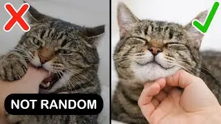 Stop Petting Your Cat Like This (It Breaks Trust)