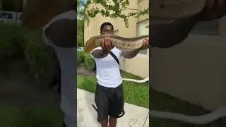 South Florida snakehead I call em dragon fish🐉