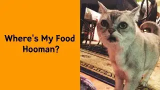 50 Over Dramatic Cats Who Deserve An Oscar 6/6 - Funny cat