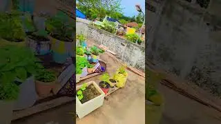 my beautiful terrace garden #ytshorts #youtubeshorts #shorts