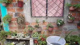 Trasplantemos y organizamos parte de mi jardín👒🌼