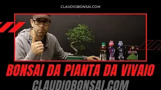 BONSAI DA PIANTA DA VIVAIO