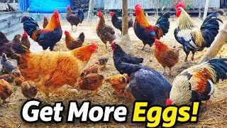 Chicken  Laying More Eggs Daily! 🐔🥚Increase Egg Production Fast! 