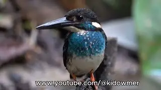 Male MALAYSIAN BLUE-BANDED KINGFISHER, Malaysian Forests