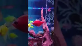 RED GLOFISH #shorts