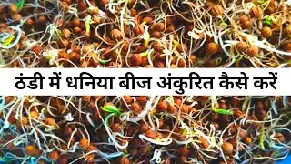 How to germinate coriander seeds in winter | ankurit 2025