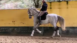Idilico GELDING PRE 2009