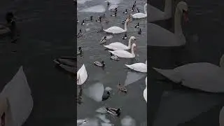 Sweden.Stockholm 🇸🇪(Str&ouml;mbron).Swans, ducks and birds.Thụy Điển.