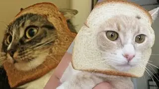 BREAD the CATS!