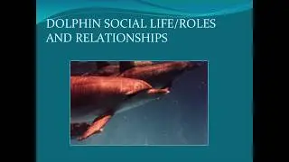 Thomas White '69 on Dolphins, Captivity, and Interspecies Ethics