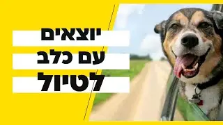 טיול עם הכלב | הטיפים הכי חשובים בטיול עם הכלב שלכם | לטייל עם החבר הכי טוב שלנו  | טל שלוש