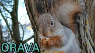 Orava sy&ouml; p&auml;hkin&auml;&auml;