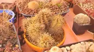 Cacti on the roof!