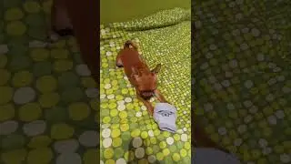 chihuahua