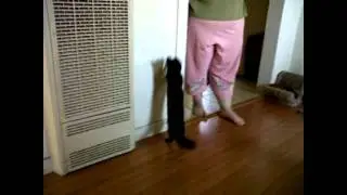 Jetta the Cat Critic.avi
