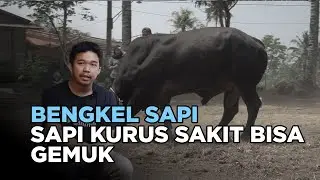 RAHASIA BENGKEL SAPI: SAPI KURUS JADI GEMUK DALAM WAKTU SINGKAT!