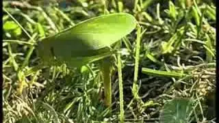 How to use the ovipositor