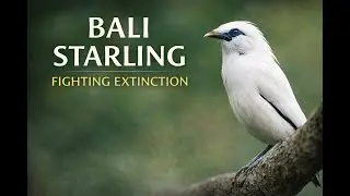 The Bali Starling a rare bird story
