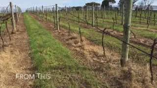 Vine removal ideas